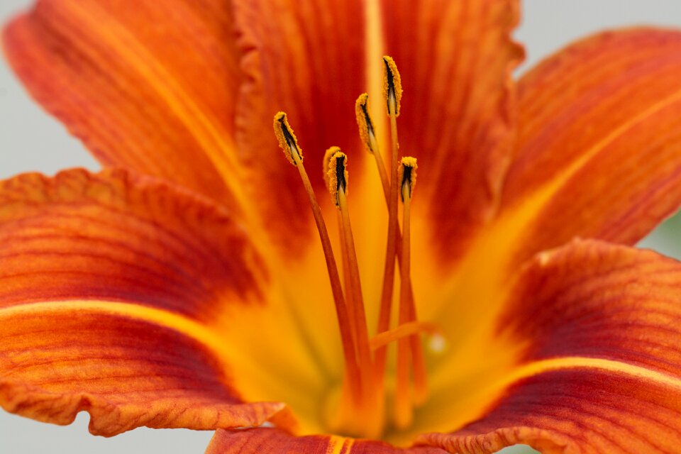 Orange flower blossom bloom