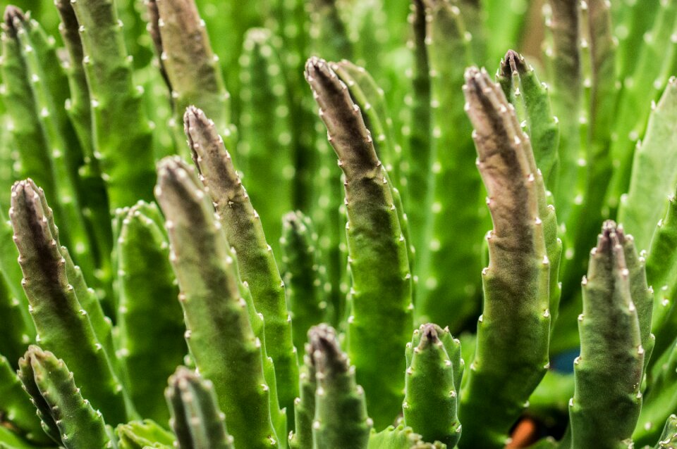 Spikes green houseplants