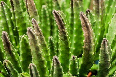 Spikes green houseplants