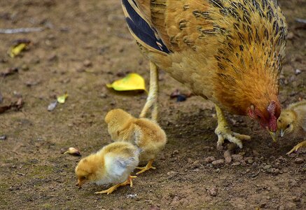 Chicks ave wing photo