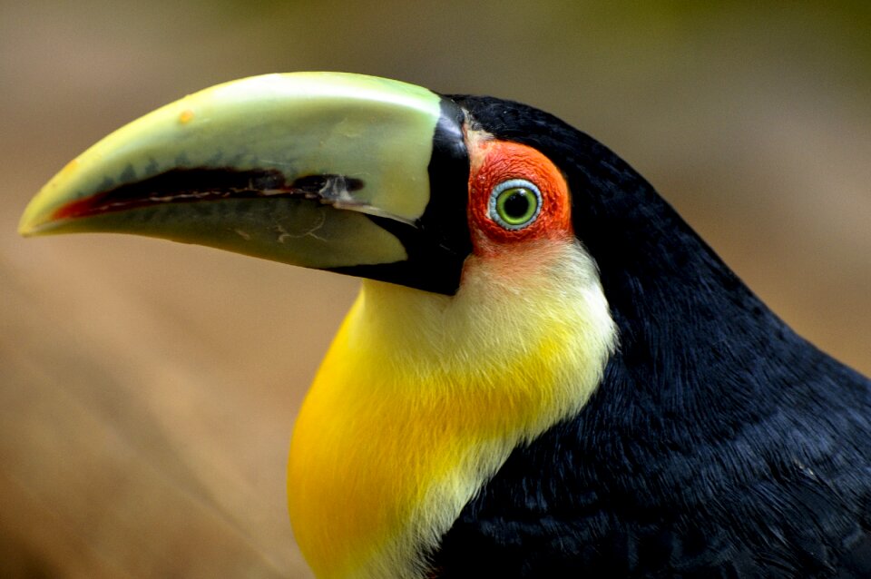 Animal wildlife color