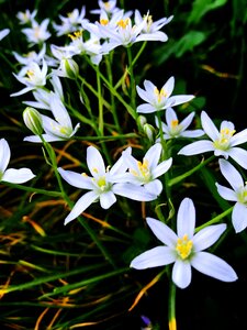 Flower flora summer