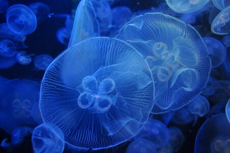 Jellyfish aquarium blue photo
