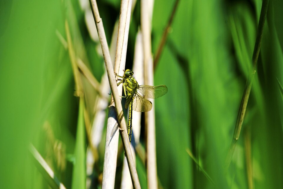 Close up nature animal