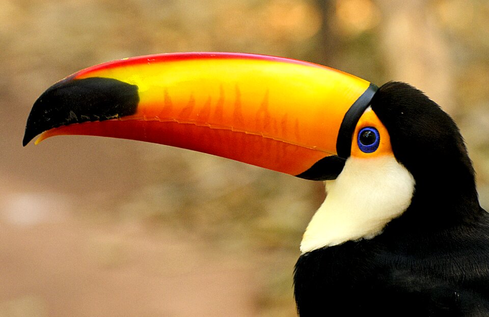 Animal wildlife color