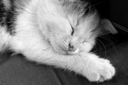 Pet fur kitten