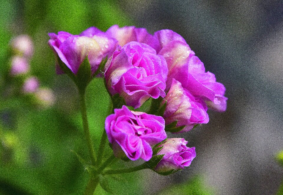 Petals nature flora photo