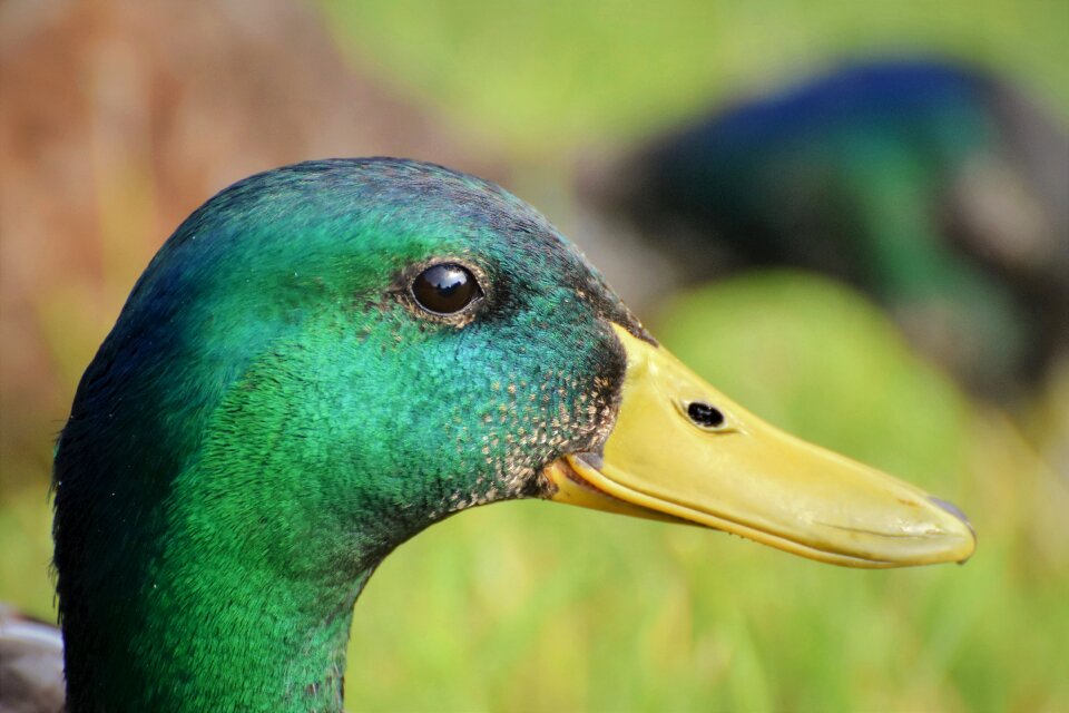 Bill duck bird water bird