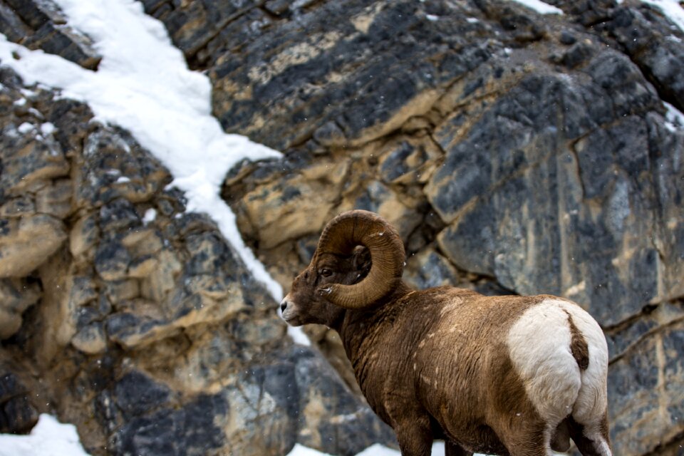 Wildlife wild animal
