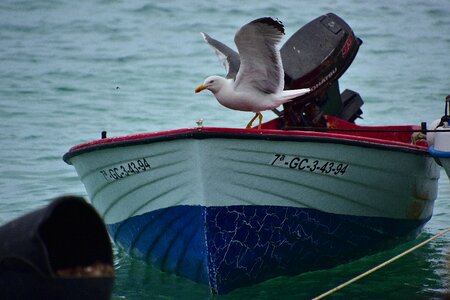 Seagull birds seabirds