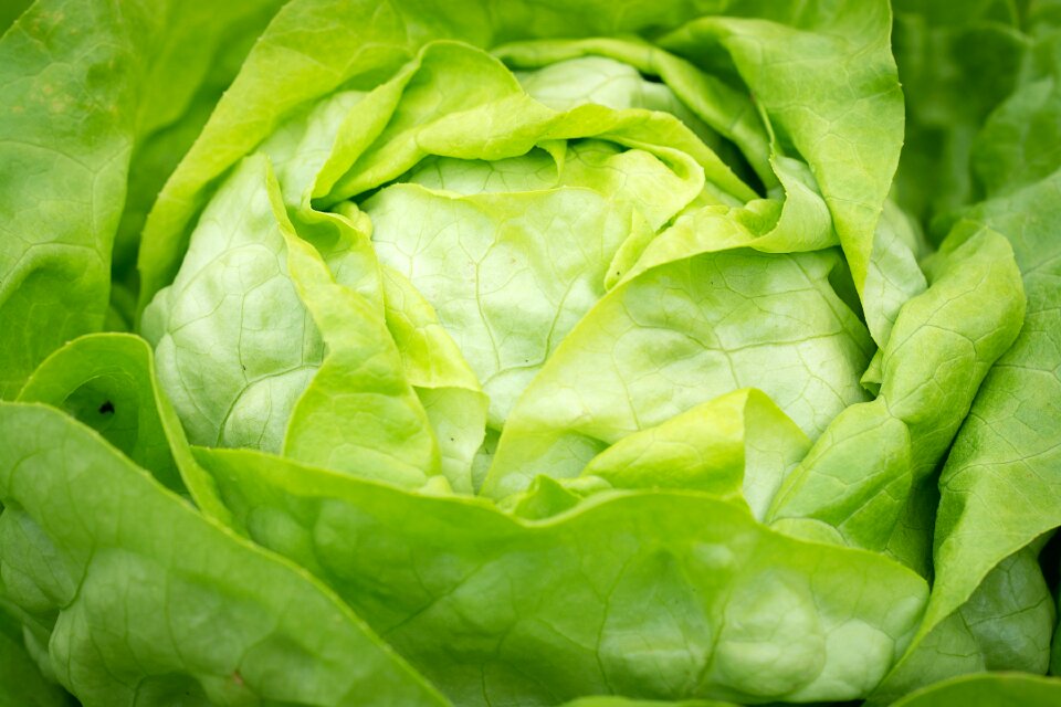 Lettuce head of lettuce healthy