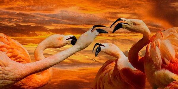 Exotic communication family