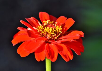 Bloom red flower photo