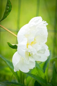 Blossom bloom white blossom