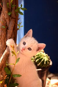 Kitten cute animal
