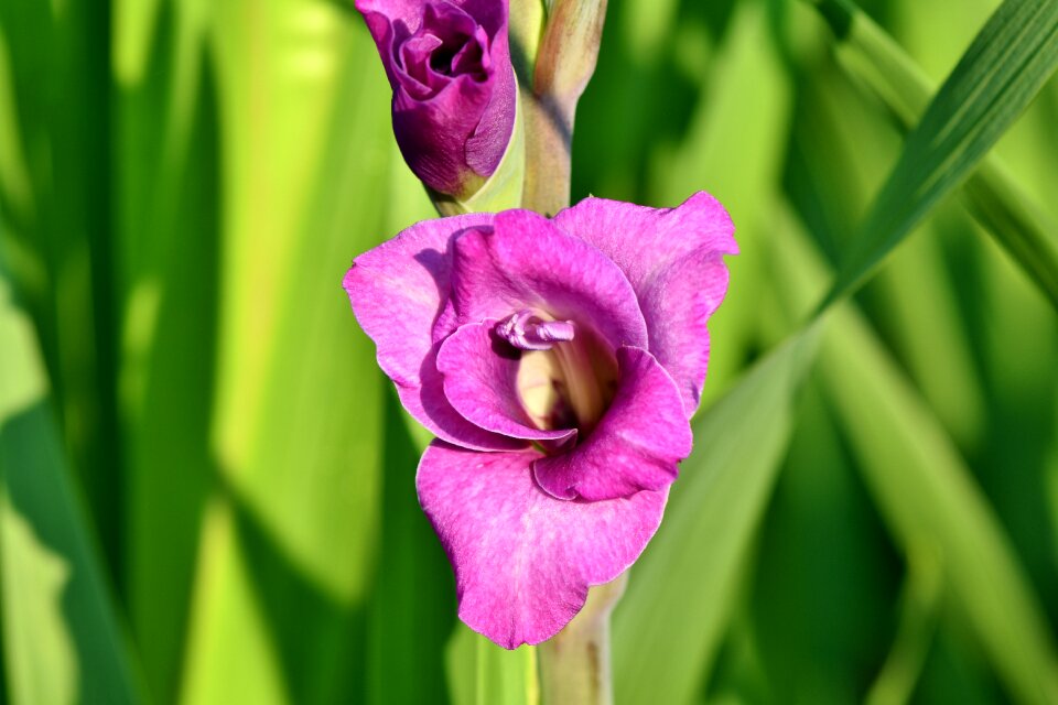 Sword flower blossom bloom