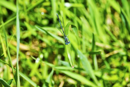 Insect symmetry wand dragonfly photo