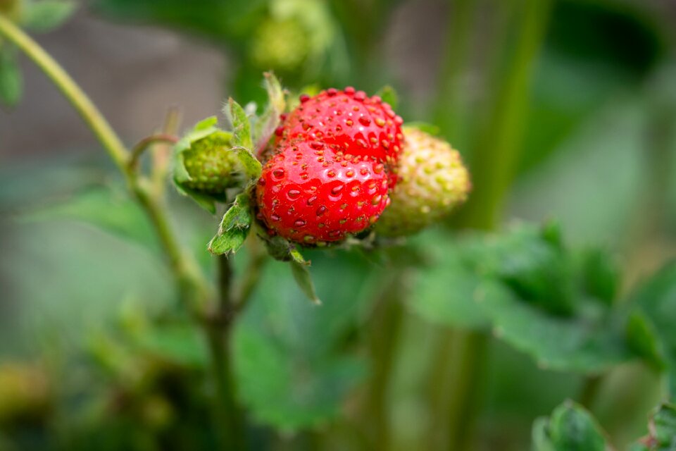 Ripening process mature nature