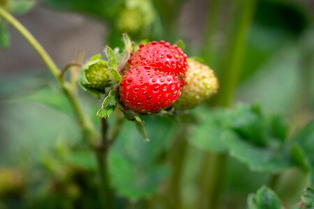 Ripening process mature nature