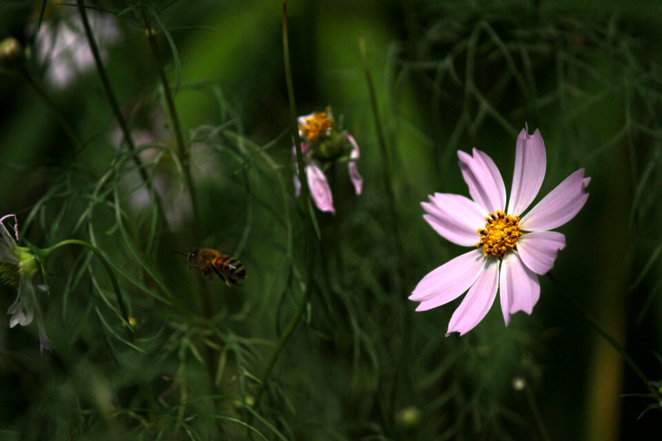 Flowers summer plants
