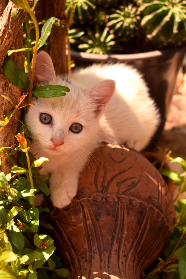 Pet animal cute