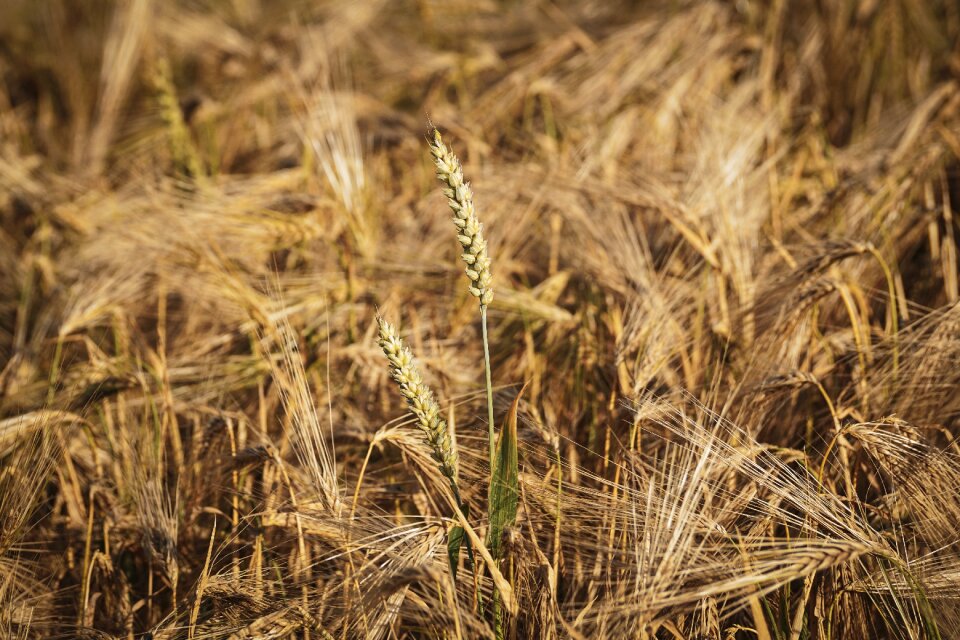 Field summer agriculture