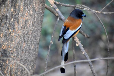 Animal feather colorful photo