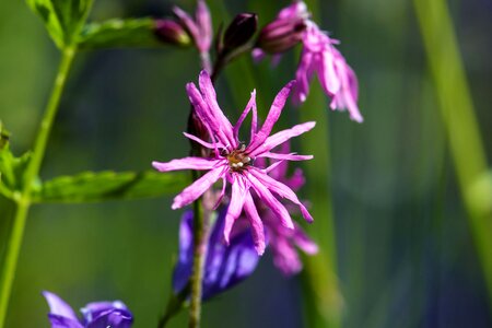 Bloom flower nature