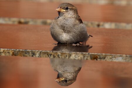 Bird close up songbird photo