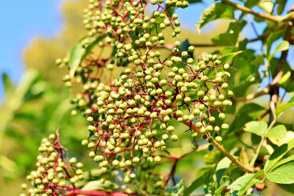 Elderberries holder holler