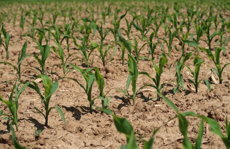 Agriculture corn plants spring
