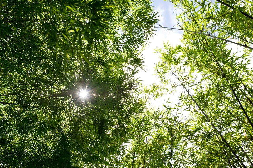 Forest green wood