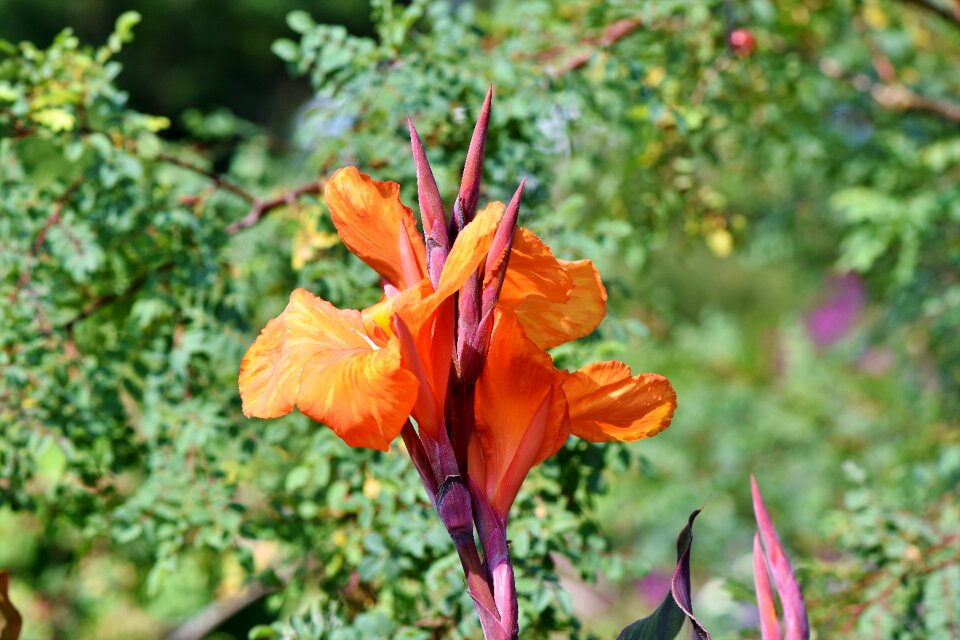Ginger like floral tube greenhouse flower