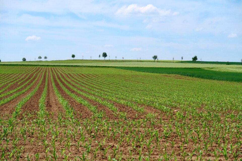 Field agriculture spring