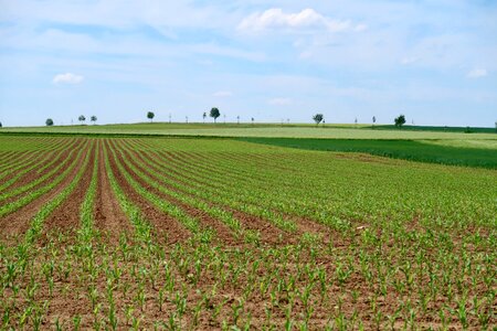 Field agriculture spring photo
