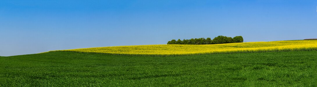 Wallpaper oilseed rape bloom