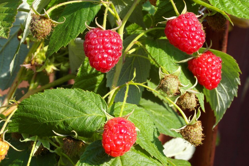 Mature immature vitamins