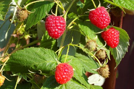Mature immature vitamins