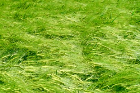 Agriculture field grain