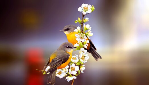 Pair couple animal photo