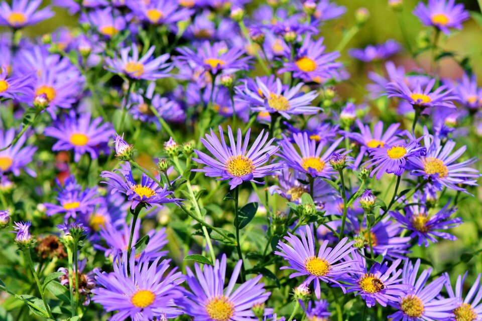 Violet blossom bloom
