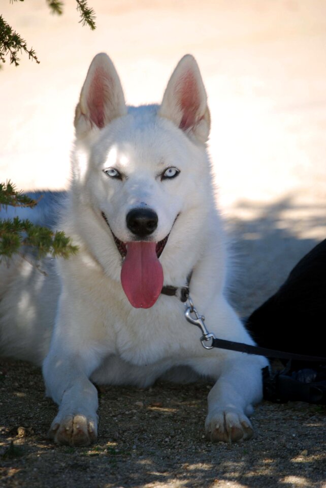 Dog nordic pet animal