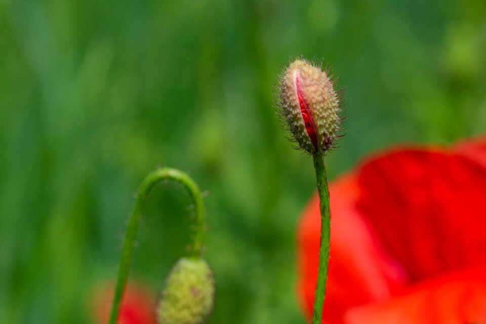 Blossom bloom the field edge red