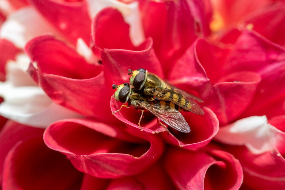Hoverfly syrphidae insect
