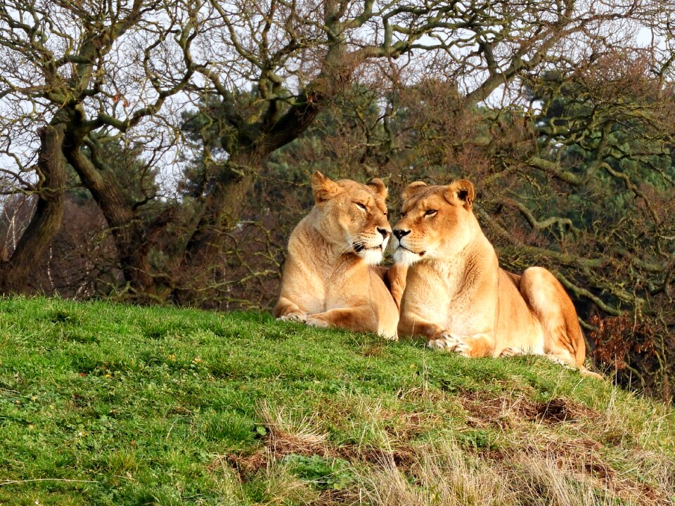 Lion wildlife lioness photo