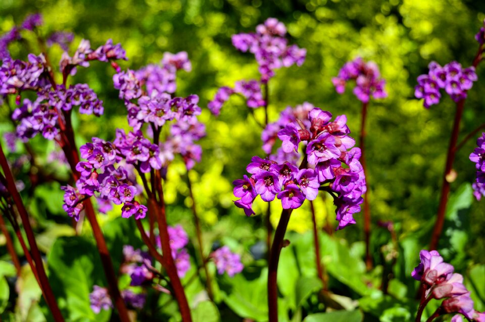 Flowers summer bergenia