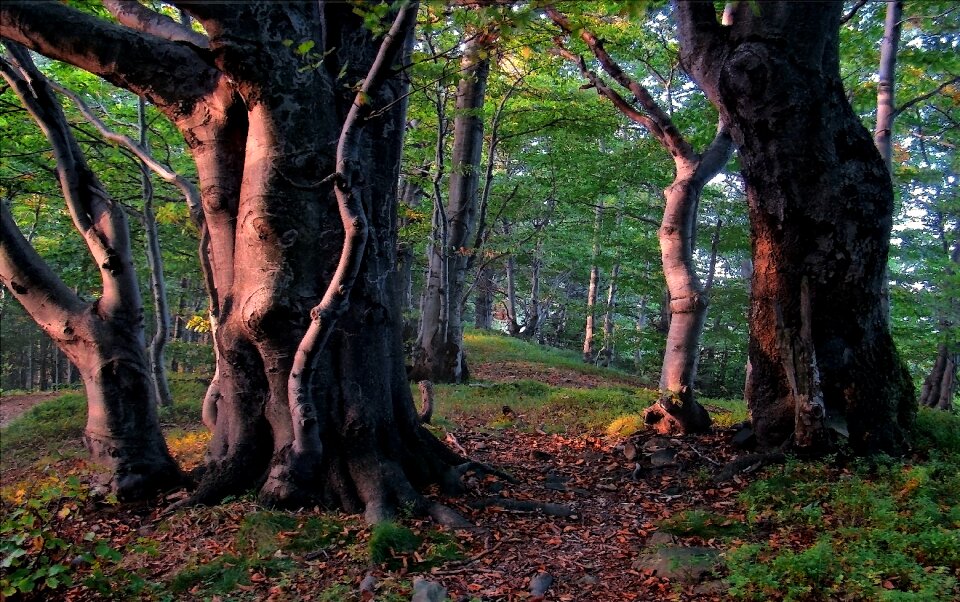 Mountains poland tree photo