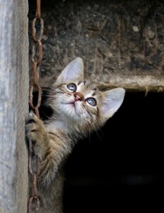 Small animals play