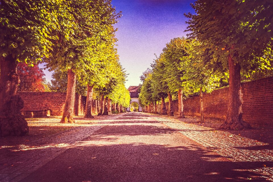 Away autumn tree lined avenue