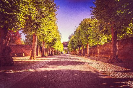 Away autumn tree lined avenue